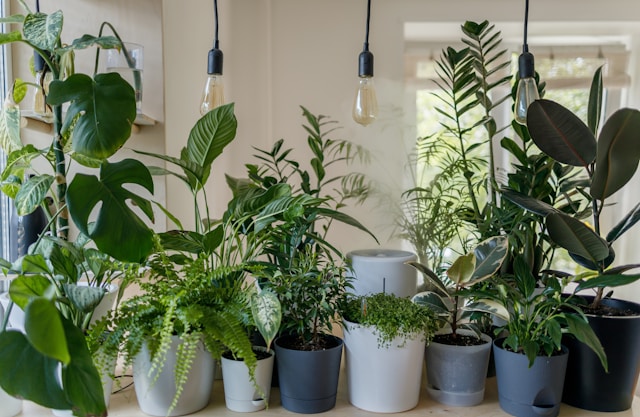 Discover Indoor Gardening at The Place at Fifth+Broadway